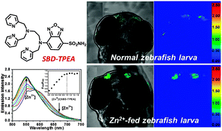 Graphical abstract: In vivo ratiometric Zn2+ imaging in zebrafish larvae using a new visible light excitable fluorescent sensor