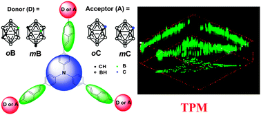 Graphical abstract: Carborane enhanced two-photon absorption of tribranched fluorophores for fluorescence microscopy imaging