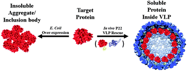 Graphical abstract: Rescuing recombinant proteins by sequestration into the P22 VLP