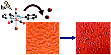 Graphical abstract: Rapid CO release from a Mn(i) carbonyl complex derived from azopyridine upon exposure to visible light and its phototoxicity toward malignant cells