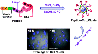 Graphical abstract: Blue two-photon fluorescence metal cluster probe precisely marking cell nuclei of two cell lines