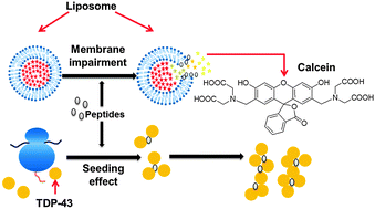 Graphical abstract: Delineating the membrane-disrupting and seeding properties of the TDP-43 amyloidogenic core