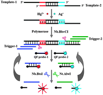 Graphical abstract: Simultaneous detection of mercury(ii) and silver(i) ions with picomolar sensitivity