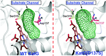 Graphical abstract: Access channel residues Ser315 and Asp137 in Mycobacterium tuberculosis catalase-peroxidase (KatG) control peroxidatic activation of the pro-drug isoniazid