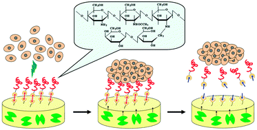 Graphical abstract: Double stimulus-induced stem cell aggregation during differentiation on a biopolymer hydrogel substrate