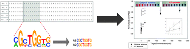 Graphical abstract: An ultra-sensitive colorimetric detection of tetracyclines using the shortest aptamer with highly enhanced affinity