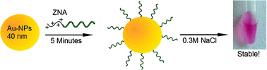 Graphical abstract: Fast, single-step, and surfactant-free oligonucleotide modification of gold nanoparticles using DNA with a positively charged tail