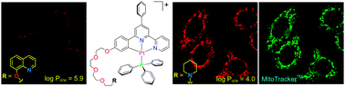 Graphical abstract: Luminescent oligo(ethylene glycol)-functionalized cyclometalated platinum(ii) complexes: cellular characterization and mitochondria-specific localization