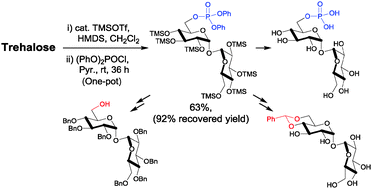 Graphical abstract: Simple one-pot regioselective 6-O-phosphorylation of carbohydrates and trehalose desymmetrization