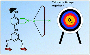 Graphical abstract: Dramatic synergistic effects between hydroquinone and resorcinol derivatives for the organocatalyzed reduction of dioxygen by diethylhydroxylamine