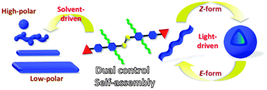 Graphical abstract: Light- and solvent-driven morphological transformations of self-assembled hydrogen-bonded nanostructures