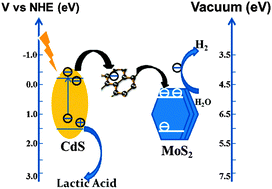 Graphical abstract: A graphene dispersed CdS–MoS2 nanocrystal ensemble for cooperative photocatalytic hydrogen production from water