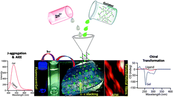 Graphical abstract: Homochiral coordination polymeric gel: Zn2+-induced conformational changes leading to J-aggregated helical fibres formation