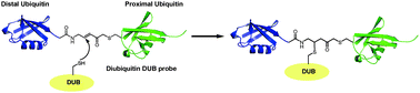 Graphical abstract: Activity-based diubiquitin probes for elucidating the linkage specificity of deubiquitinating enzymes
