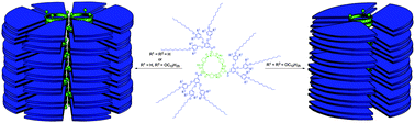 Graphical abstract: Liquid crystal organization of self-assembling cyclic peptides