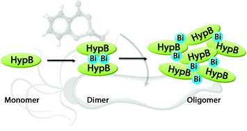 Graphical abstract: Functional disruption of HypB, a GTPase of Helicobacter pylori, by bismuth