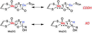 Graphical abstract: Orbital contributions to CO oxidation in Mo–Cu carbon monoxide dehydrogenase