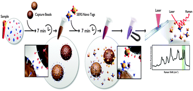 Graphical abstract: SERS-based competitive immunoassay of troponin I and CK-MB markers for early diagnosis of acute myocardial infarction