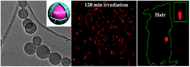 Graphical abstract: Highly luminescent and photostable core–shell dye nanoparticles for high efficiency bioimaging