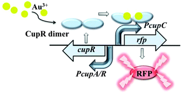 Graphical abstract: A fluorescence-based microbial sensor for the selective detection of gold