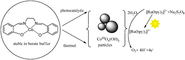 Graphical abstract: A mononuclear cobalt complex with an organic ligand acting as a precatalyst for efficient visible light-driven water oxidation