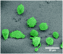 Graphical abstract: Amorphous alumina nanowire array efficiently delivers Ac-DEVD-CHO to inhibit apoptosis of dendritic cells