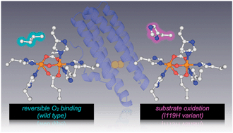 Graphical abstract: H2O2-dependent substrate oxidation by an engineered diiron site in a bacterial hemerythrin