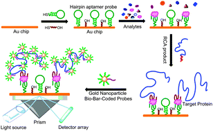 Graphical abstract: Ultrasensitive detection of thrombin using surface plasmon resonance and quartz crystal microbalance sensors by aptamer-based rolling circle amplification and nanoparticle signal enhancement