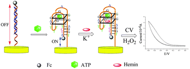 Graphical abstract: An improved G-quadruplex DNAzyme for dual-functional electrochemical biosensing of adenosines and hydrogen peroxide from cancer cells