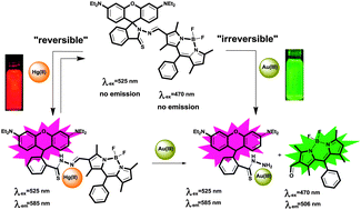 Graphical abstract: A rhodamine/BODIPY-based fluorescent probe for the differential detection of Hg(ii) and Au(iii)