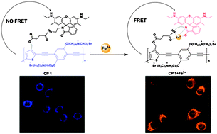 Graphical abstract: A rhodamine-appended water-soluble conjugated polymer: an efficient ratiometric fluorescence sensing platform for intracellular metal-ion probing