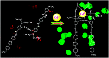 Graphical abstract: A highly selective fluorescent probe for cadmium ions in aqueous solution and living cells