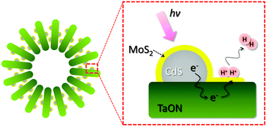 Graphical abstract: Three-dimensional MoS2–CdS–γ-TaON hollow composites for enhanced visible-light-driven hydrogen evolution