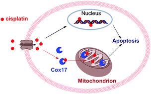 Graphical abstract: Cisplatin binds to human copper chaperone Cox17: the mechanistic implication of drug delivery to mitochondria