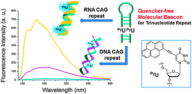 Graphical abstract: Quencher-free molecular beacons as probes for oligonucleotides containing CAG repeat sequences