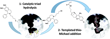 Graphical abstract: First enzymatic hydrolysis/thio-Michael addition cascade route to synthesis of AChE inhibitors