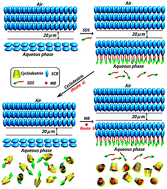 Graphical abstract: An air-supported liquid crystal system for real-time reporting of host–guest inclusion events