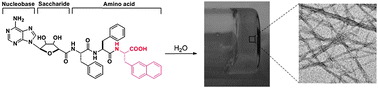 Graphical abstract: A naphthalene-containing amino acid enables hydrogelation of a conjugate of nucleobase–saccharide–amino acids