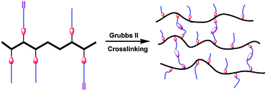 Graphical abstract: Cross-linked comb-shaped anion exchange membranes with high base stability