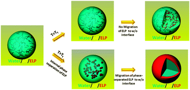 Graphical abstract: Simple conditions for large morphological variations in thermoresponsive biopolymeric microstructures