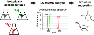 Graphical abstract: Profiling of RNA modifications by multiplexed stable isotope labelling