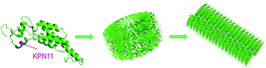 Graphical abstract: Expanding the genetic code for site-specific labelling of tobacco mosaic virus coat protein and building biotin-functionalized virus-like particles
