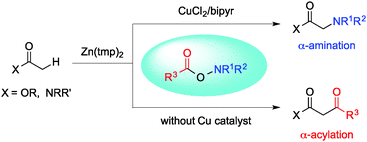 Graphical abstract: Selective α-amination and α-acylation of esters and amides via dual reactivity of O-acylhydroxylamines toward zinc enolates