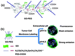 Graphical abstract: Positively charged graphene oxide nanoparticle: precisely label the plasma membrane of live cell and sensitively monitor extracellular pH in situ