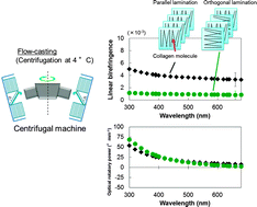 Graphical abstract: A high-accuracy universal polarimeter study of optical anisotropy and optical activity in laminated collagen membranes