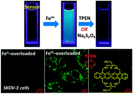 Graphical abstract: A turn-on fluorescent Fe3+ sensor derived from an anthracene-bearing bisdiene macrocycle and its intracellular imaging application