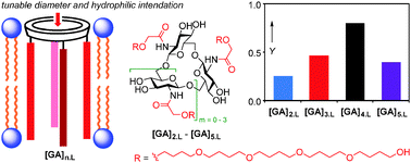 Graphical abstract: Cyclo-oligo-(1 → 6)-β-d-glucosamine based artificial channels for tunable transmembrane ion transport