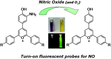 Graphical abstract: Turn-on fluorescent probes for nitric oxide sensing based on the ortho-hydroxyamino structure showing no interference with dehydroascorbic acid