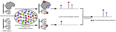 Graphical abstract: Screening of α-glucosidase inhibitors from green tea extracts using immobilized enzymes affinity capture combined with UHPLC-QTOF MS analysis