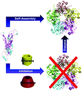 Graphical abstract: Efficient inhibition of human papillomavirus 16 L1 pentamer formation by a carboxylatopillarene and a p-sulfonatocalixarene